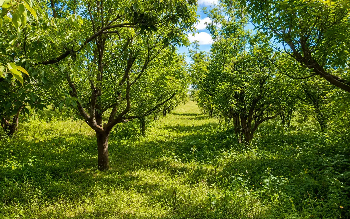 Plantation de Ravintsara à Befoza : rangées d'arbres sous le soleil